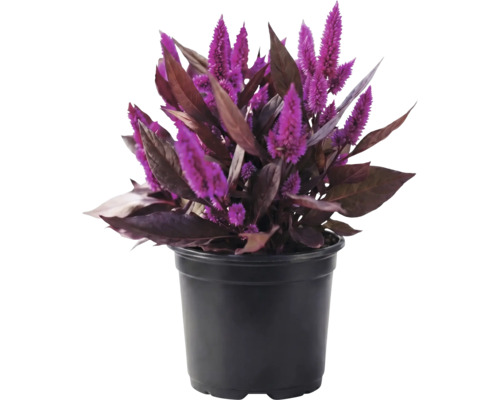 Fjädercelosia Celosia argentea med lila blommor och mörka blad i svart plastkruka.