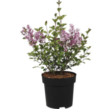 Blommande syrénbuske med gröna blad och lila blommor i en svart planteringskruka.