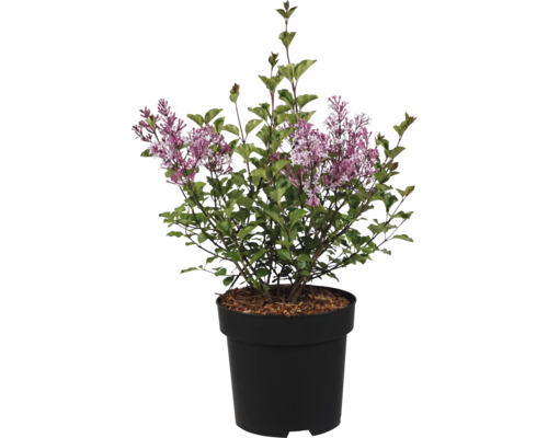 Blommande syrénbuske med gröna blad och lila blommor i en svart planteringskruka.