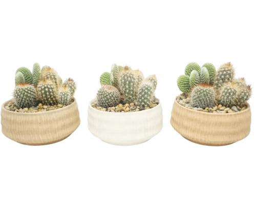 Kaktusmix i runda keramikpottor med dekorationsgrus, olika sorter som opuntia och klotkaktusar som inomhusväxter.