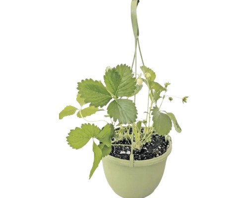 Jordgubbsplanta i en hängande kruka med gröna blad och små frukter.