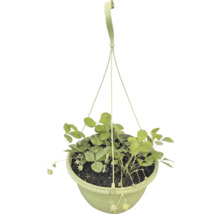 Jordgubbsplanta i hängande plastkruka med upphängningsanordning.