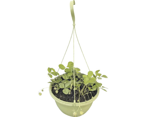 Jordgubbsplanta i hängande plastkruka med upphängningsanordning.