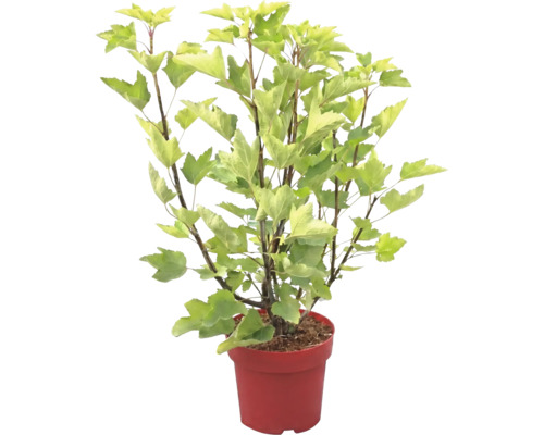 Trädgårdsväxt med ljusgröna flikiga blad i en röd planteringskruka.