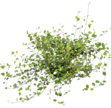 Muehlenbeckia complexa, plättar i luften med små runda blad och fina, mörka grenar.