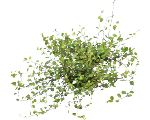 Muehlenbeckia complexa, plättar i luften med små runda blad och fina, mörka grenar.