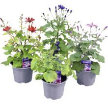 Fyra Senetti-växter i grå plastkrukor med blommor i olika färger och gröna blad.