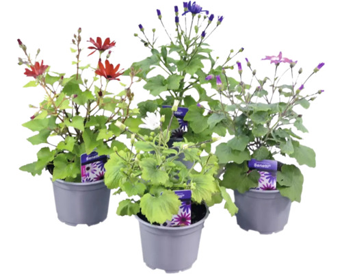 Fyra Senetti-växter i grå plastkrukor med blommor i olika färger och gröna blad.