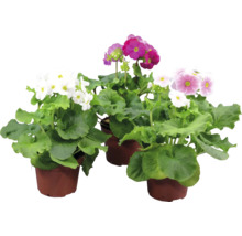 Tre fönstervivor med vita, lila och ljusrosa blommor i bruna krukor.