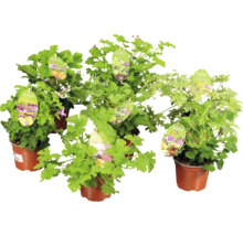 Flera doftpelargoner Pelargonium i plastkrukor med bildetiketter.