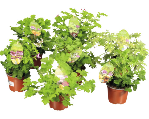 Flera doftpelargoner Pelargonium i plastkrukor med bildetiketter.