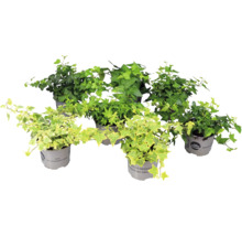 Flera sorter av murgröna Hedera helix i grå krukor med gröna och brokiga blad.