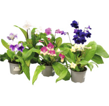 Kornettblomma Streptocarpus mix av krukväxter med blommor i olika färger i plastkrukor.