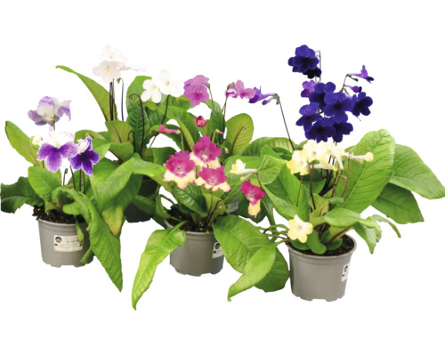 Kornettblomma Streptocarpus mix av krukväxter med blommor i olika färger i plastkrukor.