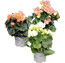 Tre blommande begonior i grå krukor med mörkgröna blad.