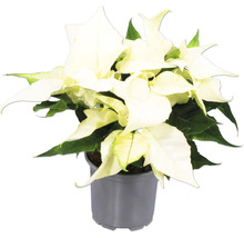 Vit julstjärna Euphorbia pulcherrima i grå plastkruka