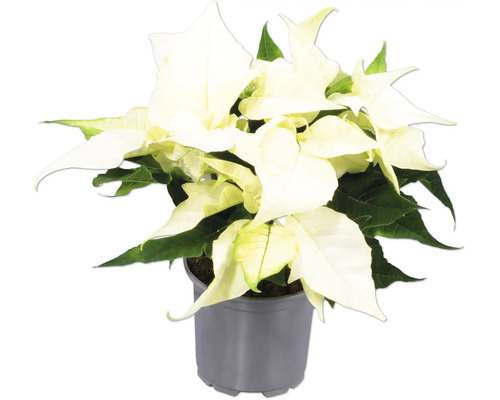 Vit julstjärna Euphorbia pulcherrima i grå plastkruka