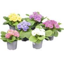 Sex vivor Primula i olika färger i plastkrukor med gröna blad.