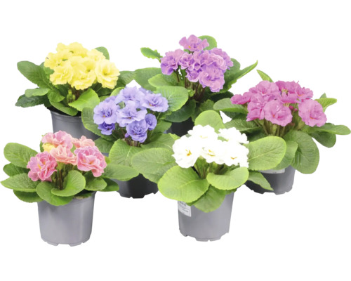 Sex vivor Primula i olika färger i plastkrukor med gröna blad.