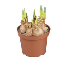 Narcisslökar med gröna skott i en brun plastkruka.