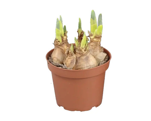 Narcisslökar med gröna skott i en brun plastkruka.