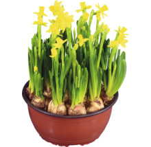 Gula påskliljor i en brun blomkruka med synliga lökar.