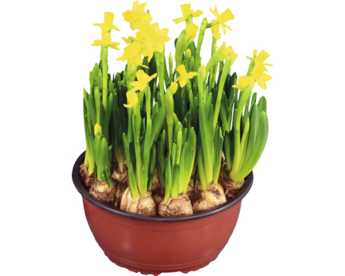 Gula påskliljor i en brun blomkruka med synliga lökar.