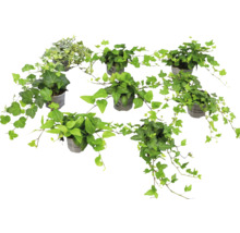 Sju murgrönsväxter i grå krukor med gröna och spräckliga blad.