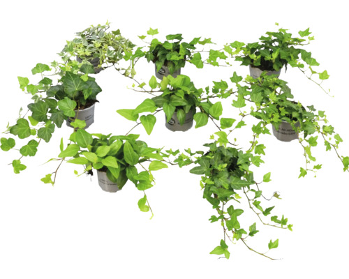 Sju murgrönsväxter i grå krukor med gröna och spräckliga blad.