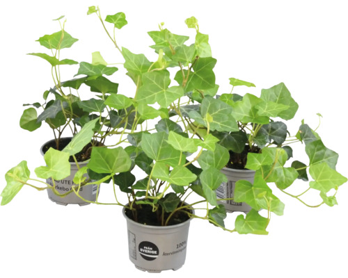 Tre krukor med grön murgröna Hedera helix för användning inomhus och utomhus.