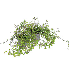 Två Muehlenbeckia-växter i grå plastkrukor med små gröna blad och tunna rankor.
