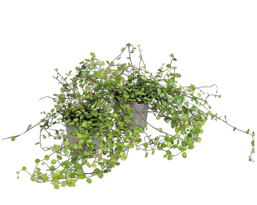 Två Muehlenbeckia-växter i grå plastkrukor med små gröna blad och tunna rankor.