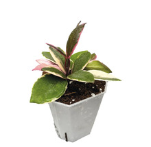 Krukväxt Hoya carnosa Krimson Queen med brokiga blad i en vit plastkruka.