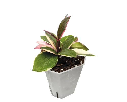 Krukväxt Hoya carnosa Krimson Queen med brokiga blad i en vit plastkruka.