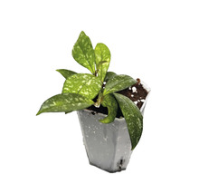 Krukväxt Hoya med fläckiga blad i en liten vit plastkruka.