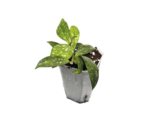Krukväxt Hoya med fläckiga blad i en liten vit plastkruka.