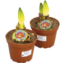 Två Amaryllis Jumbo Minerva lökar i krukor med synliga skott och etiketter.