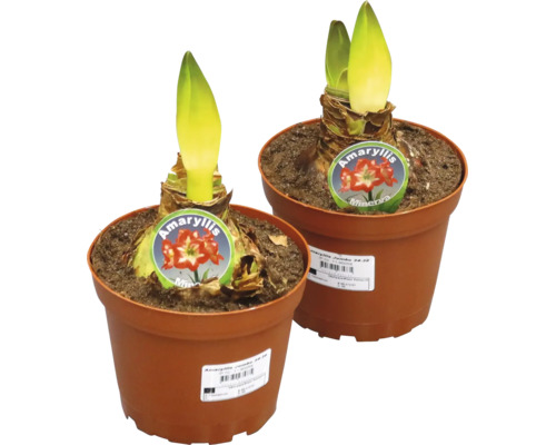 Två Amaryllis Jumbo Minerva lökar i krukor med synliga skott och etiketter.