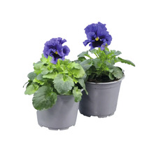 Två penséer med lila blommor i grå krukor med gröna blad.