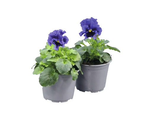 Två penséer med lila blommor i grå krukor med gröna blad.