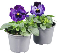 Två krukor med penséer, lila och blå blommor, gröna blad, grå plastkrukor.