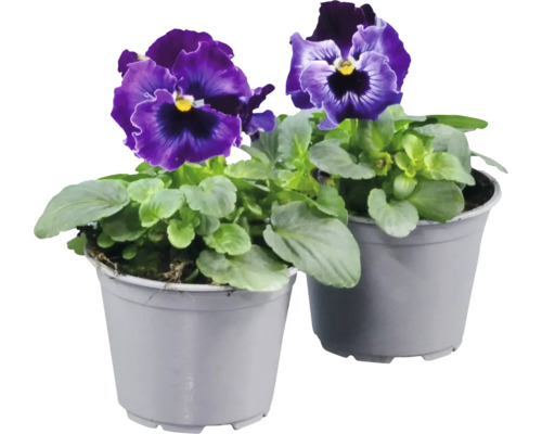 Två krukor med penséer, lila och blå blommor, gröna blad, grå plastkrukor.