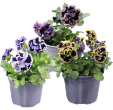 Tre penséer med fransade blommor i lila och gult i grå plastkrukor.