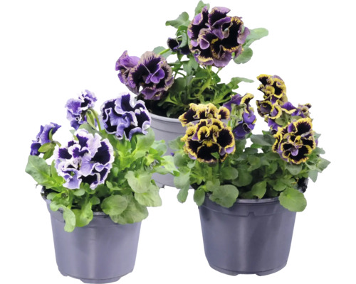 Tre penséer med fransade blommor i lila och gult i grå plastkrukor.