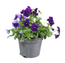Hornviol Viola cornuta med lila, ljusblå och vita blommor i en grå plastkruka.