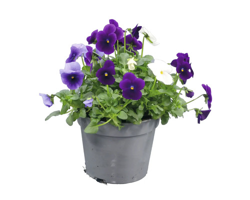 Hornviol Viola cornuta med lila, ljusblå och vita blommor i en grå plastkruka.