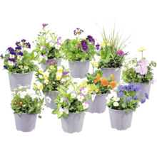 Blandade vårblommor som penséer och vivor i plastkrukor.