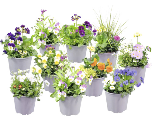 Blandade vårblommor som penséer och vivor i plastkrukor.