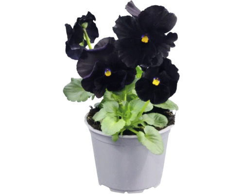 Svart pensé med gult öga och gröna blad i en grå plastkruka.