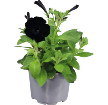 Svart petunia i grå plastkruka med gröna blad.